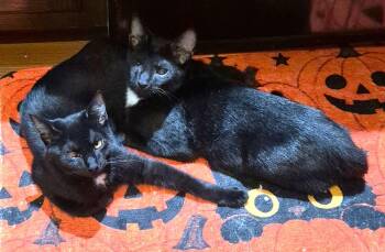 Miss Cupcake & Brown Sugar B. - The perfect pair of kittens -  Domestic Short Hair Cat for Adoption in New York, New York - Miss Cupcake & Brown Sugar B. - The Perfect Pair Of Kittens | PetCurious