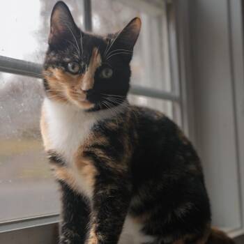 Rescue Tortoiseshell Cats for Adoption in Bethel, Connecticut - Tori SWEET AND CALM | PetCurious