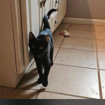 Ivy -  Domestic Short Hair Cat for Adoption in Osawatomie, Kansas - Ivy | PetCurious