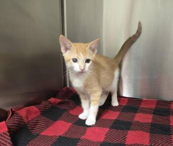 Journey -  Domestic Short Hair Cat for Adoption in Dickson, Tennessee - Journey | PetCurious