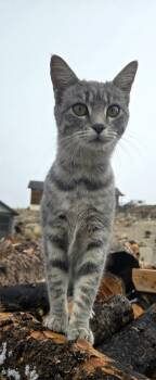 Rescue Domestic Short Hair Cats for Adoption in Pinedale, Wyoming - Latte | PetCurious