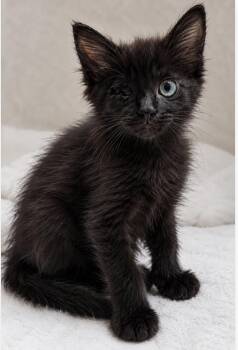 Braveheart- Sister of Tofu and Sushi) -  Domestic Medium Hair Cat for Adoption - Braveheart- Sister Of Tofu And Sushi) | PetCurious