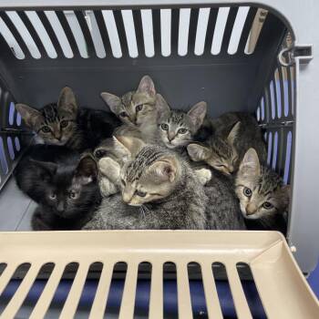 Kaboodle -  Domestic Short Hair Cat for Adoption in Dickinson, Texas - Kaboodle | PetCurious