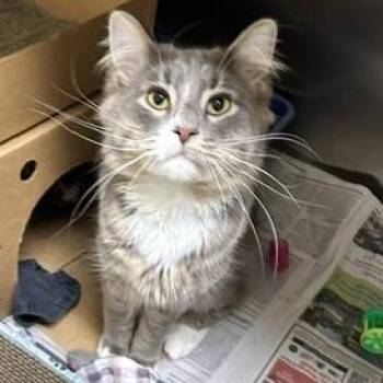 Domestic Medium Hair Cats Available for Adoption - Roberto | PetCurious