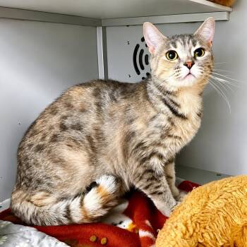 McBride -  Domestic Short Hair Cat for Adoption in Moundsville, West Virginia - McBride | PetCurious