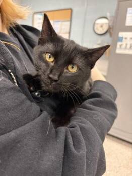 Domestic Short Hair Cats Available for Adoption in Gastonia, North Carolina - Hei-Hei | PetCurious