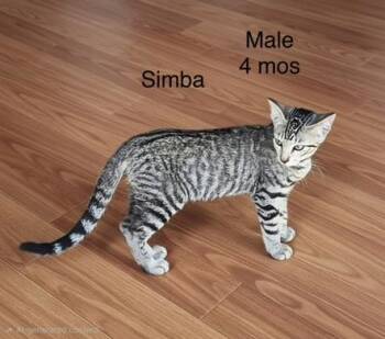 Simba -  Domestic Short Hair Cat for Adoption in Villa Park, California - Simba | PetCurious
