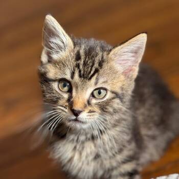 Domestic Short Hair Cats Available for Adoption - Axle | PetCurious