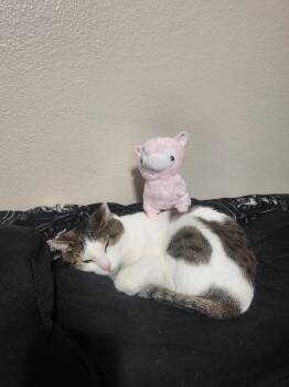 Domestic Short Hair and Tabby Cats Available for Adoption - Pica | PetCurious