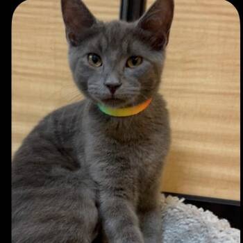 Willow -  Domestic Short Hair Cat for Adoption in Atlanta, Georgia - Willow | PetCurious
