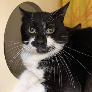 Flynn -  Domestic Short Hair Cat for Adoption in Cooperstown, New York - Flynn | PetCurious