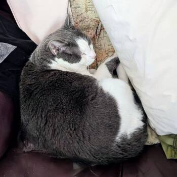 Tofu -  Domestic Short Hair Cat for Adoption in Murray, Utah - Tofu | PetCurious