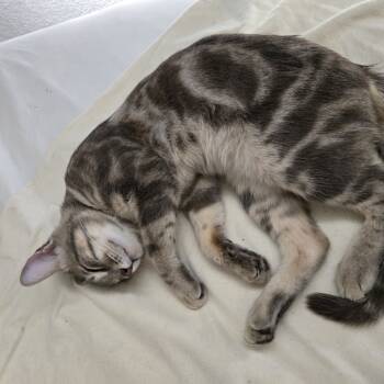 Rescue Domestic Short Hair Cats for Adoption in Glenwood Springs, Colorado - Bartholomew | PetCurious