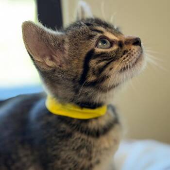 Tide -  Domestic Short Hair Cat for Adoption in Kansas City, Kansas - Tide | PetCurious
