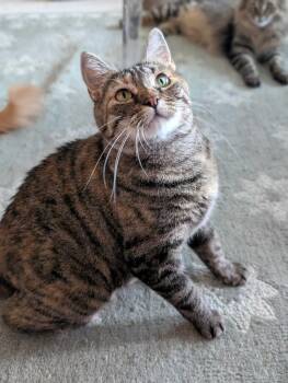 Florence -  Domestic Short Hair Cat for Adoption in Seattle, Washington - Florence | PetCurious