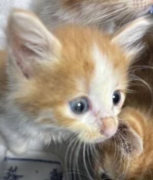 Biscuit 1306-26 -  Domestic Short Hair Cat for Adoption in Cumming, Georgia - Biscuit 1306-26 | PetCurious