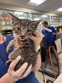 FLYNN -  Domestic Short Hair Cat for Adoption in Louisville, Kentucky - FLYNN | PetCurious