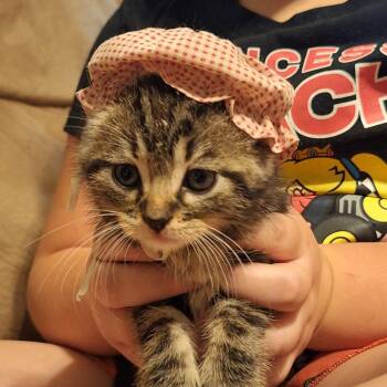 Daniels -  Domestic Short Hair Cat for Adoption in Grantsville, Utah - Daniels | PetCurious