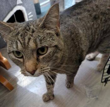 Domestic Short Hair Cats Available for Adoption in Gorham, Maine - Cupcake | PetCurious