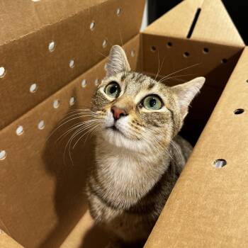 Domestic Short Hair Cats Available for Adoption - Princess | PetCurious