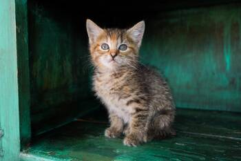 Blossom -  Domestic Short Hair Cat for Adoption in San Antonio, Texas - Blossom | PetCurious