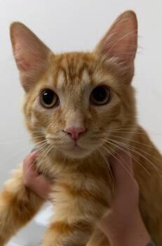 Tropicana -  Domestic Short Hair Cat for Adoption in Sacramento, California - Tropicana | PetCurious