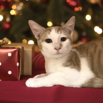 Rescue Domestic Short Hair Cats for Adoption in Elyria, Ohio - Louie Booey | PetCurious