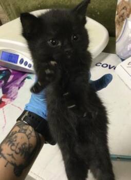 A1923903 -  Domestic Short Hair Cat for Adoption in Riverside, California - A1923903 | PetCurious