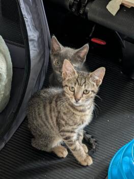 Small Fry AKA Tate Dutton -  Domestic Short Hair Cat for Adoption in Virginia Beach, Virginia - Small Fry AKA Tate Dutton | PetCurious