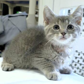 Leaf (orange collar) -  Domestic Short Hair Cat for Adoption in Michigan City, Indiana - Leaf (orange Collar) | PetCurious