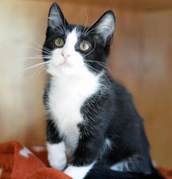 DOTTIE -  Domestic Short Hair Cat for Adoption in San Clemente, California - DOTTIE | PetCurious