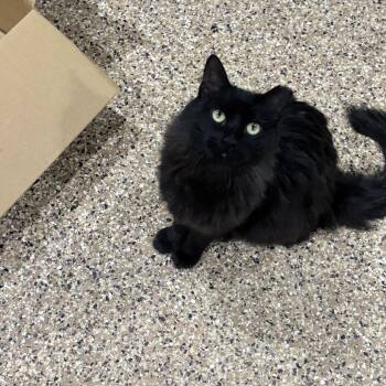 Wanda -  Domestic Medium Hair Cat for Adoption in Incline Village, Nevada - Wanda | PetCurious