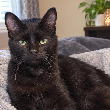 Binx -  American Shorthair Cat for Adoption in Eufaula, Alabama - Binx | PetCurious