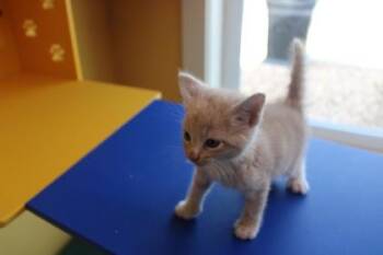 TROUBLE -  Domestic Short Hair Cat for Adoption in Kenansville, North Carolina - TROUBLE | PetCurious