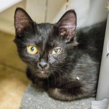Stevie Nicks -  Domestic Medium Hair Cat for Adoption in Hilton Head Island, South Carolina - Stevie Nicks | PetCurious