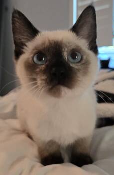 Zelda (Riju) -  Siamese Cat for Adoption in Davis, California - Zelda (Riju) | PetCurious