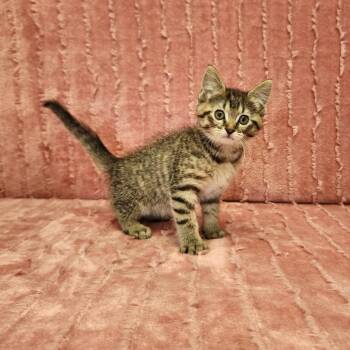 Queenie -  Domestic Medium Hair Cat for Adoption in Benld, Illinois - Queenie | PetCurious