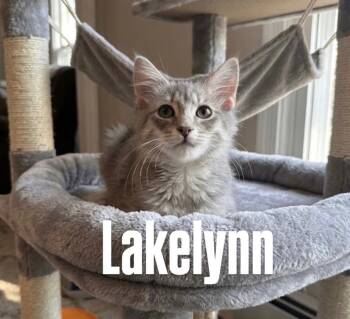 Lakelyn -  Domestic Medium Hair Cat for Adoption in Chandler, Arizona - Lakelyn | PetCurious