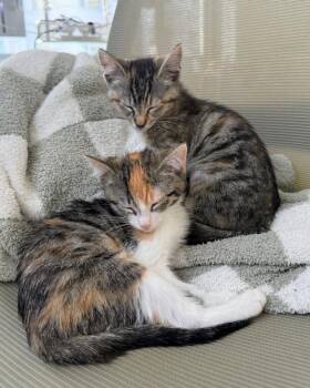 Domestic Short Hair Cats Available for Adoption in San Francisco, California - Hazel | PetCurious