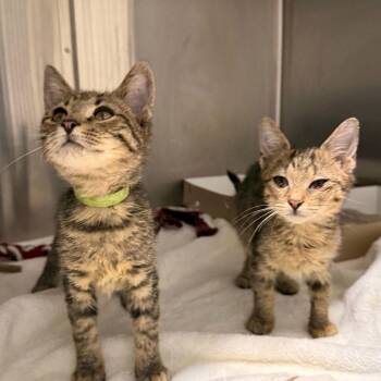 Slate (green collar) -  Domestic Short Hair Cat for Adoption in Philadelphia, Pennsylvania - Slate (green Collar) | PetCurious