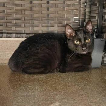 Gamora -  Domestic Short Hair Cat for Adoption in Elmsford, New York - Gamora | PetCurious