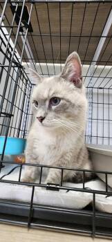 Ream -  Snowshoe Cat for Adoption in Van Wert, Ohio - Ream | PetCurious
