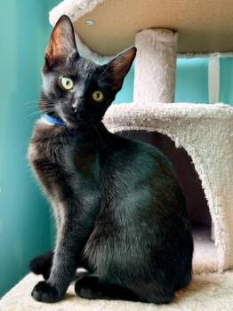 Firestone -  Domestic Short Hair Cat for Adoption in Cincinnati, Ohio - Firestone | PetCurious