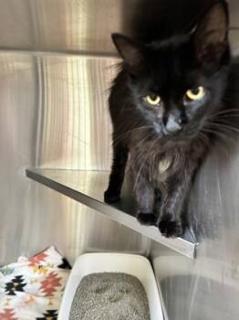 Rescue Domestic Long Hair and Domestic Short Hair Cats for Adoption in Columbus, Indiana - Purrsephone | PetCurious