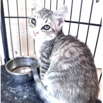 Polly -  Domestic Short Hair Cat for Adoption in Larkfield-wikiup, California - Polly | PetCurious