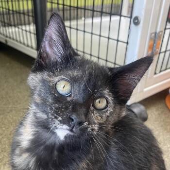 Bock -  Domestic Short Hair Cat for Adoption in Chicago, Illinois - Bock | PetCurious