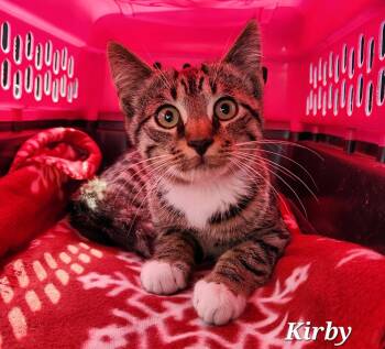 Kirby -  Domestic Short Hair Cat for Adoption in Warren, Ohio - Kirby | PetCurious