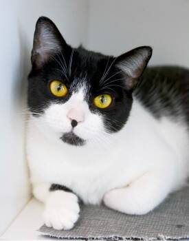 Rescue Domestic Short Hair Cats for Adoption in New Bern, North Carolina - CYNTHIA | PetCurious