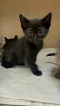 JACKIE -  Domestic Short Hair Cat for Adoption in Fort Myers, Florida - JACKIE | PetCurious