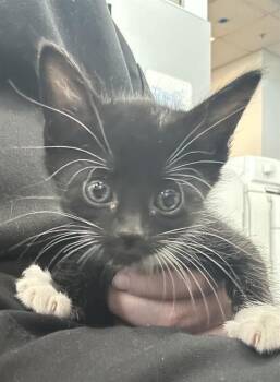 Rescue Domestic Short Hair Cats for Adoption in Dallas, Texas - ROSE | PetCurious